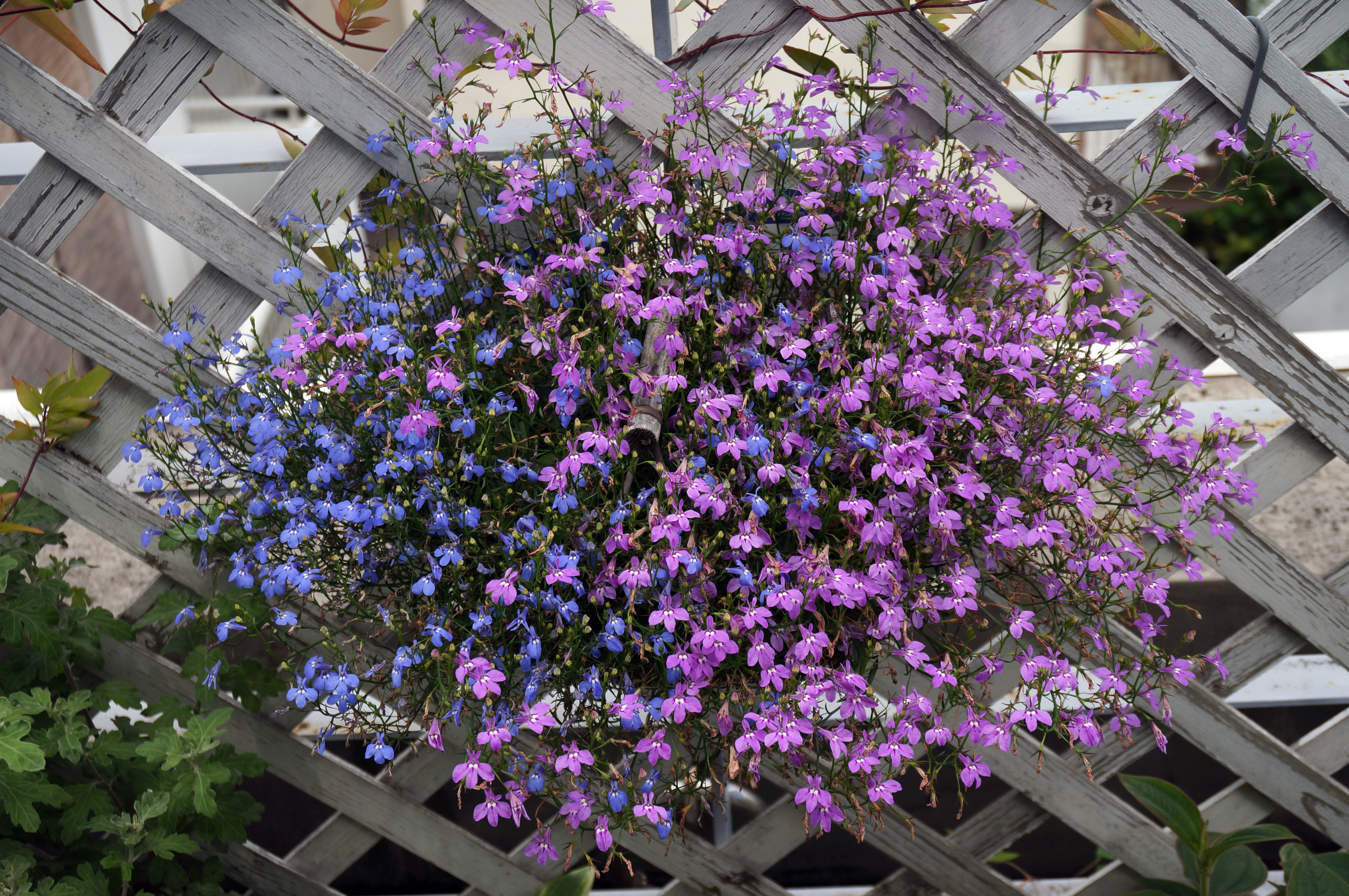 アズーロ コンパクト ボリューム感があり春先から夏を越えて長く咲くおすすめの花 ちょいプラ素材